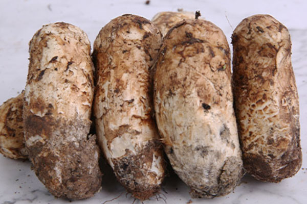 出水痘可以吃松茸嗎，出月子能不能吃松茸