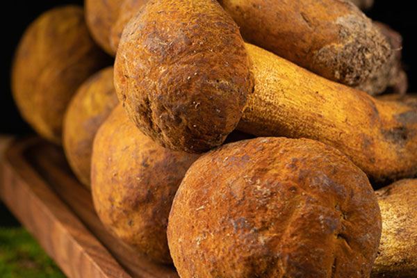 牛肝菌是松蘑嗎，牛肝菌和姬松茸哪個好