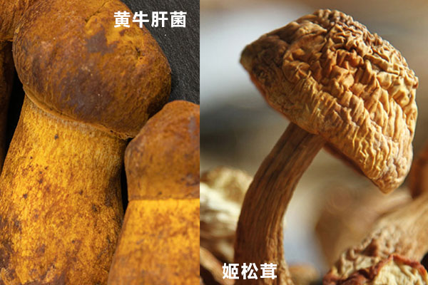 牛肝菌好還是姬松茸好 牛肝菌好還是姬松茸好