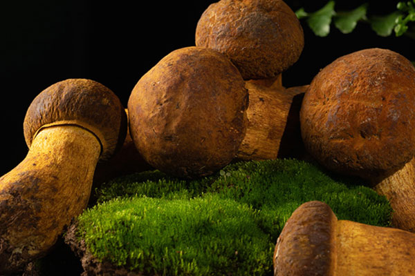 痛風患者可以吃牛肝菌嗎 痛風患者可以吃牛肝菌嗎