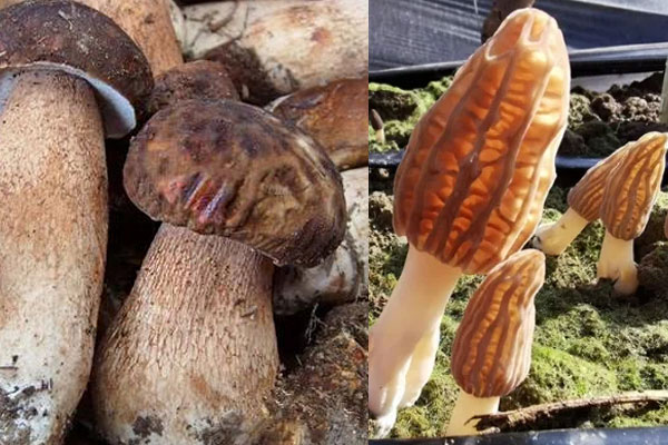 牛肝菌和羊肚菌哪個好，牛肝菌和黑牛肝菌的區(qū)別