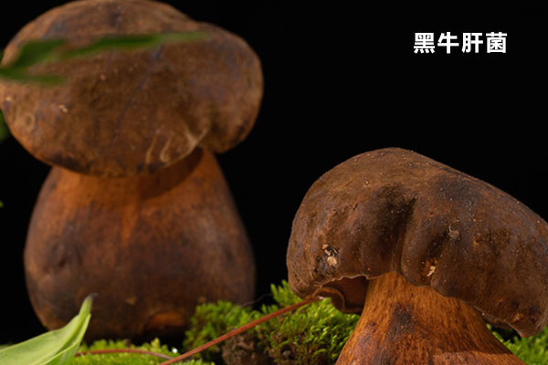 牛肝菌和黑牛肝菌的對(duì)比 牛肝菌和黑牛肝菌的對(duì)比