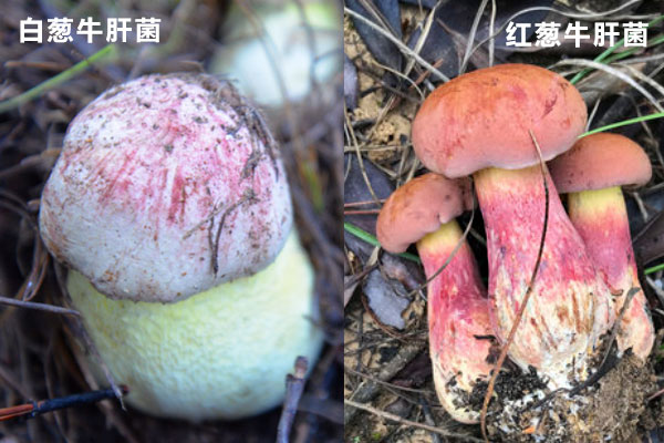 白蔥牛肝菌和紅蔥牛肝菌的區(qū)別，新鮮牛肝菌怎么保存