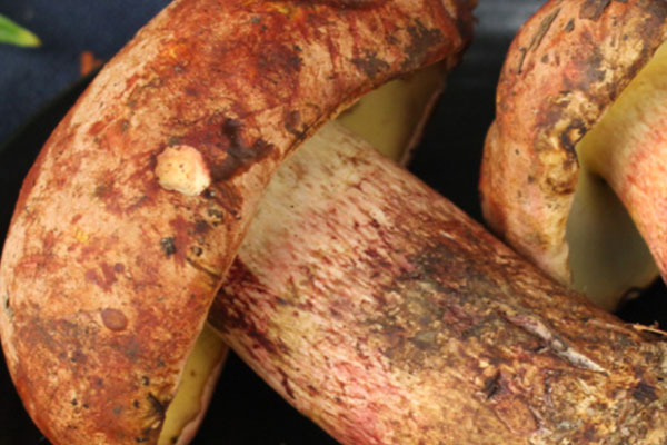 新鮮牛肝菌的保存方法 新鮮牛肝菌的保存方法