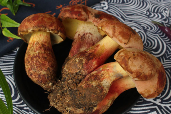 遼寧有牛肝菌嗎 遼寧有牛肝菌嗎