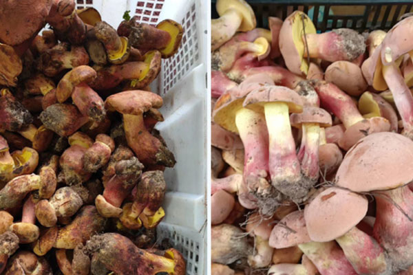 牛肝菌保質(zhì)期多長時間，黃牛肝菌怎么儲存