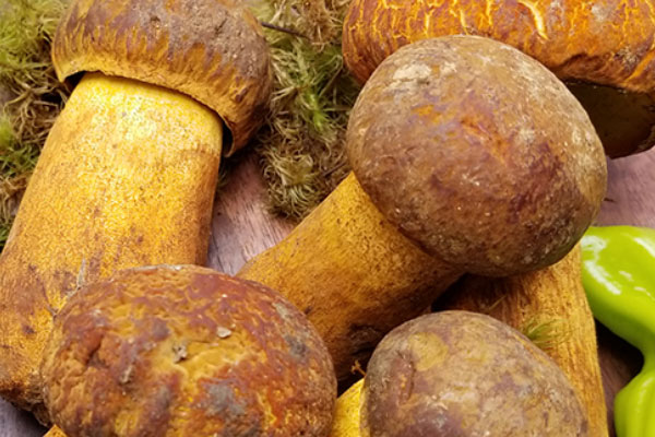 黃牛肝菌的儲(chǔ)存方法 黃牛肝菌的儲(chǔ)存方法