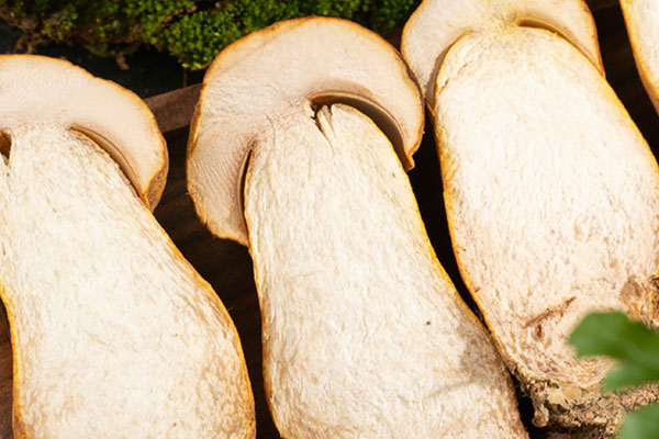 泡過(guò)水的新鮮牛肝菌怎么樣，剛采的牛肝菌怎么保存