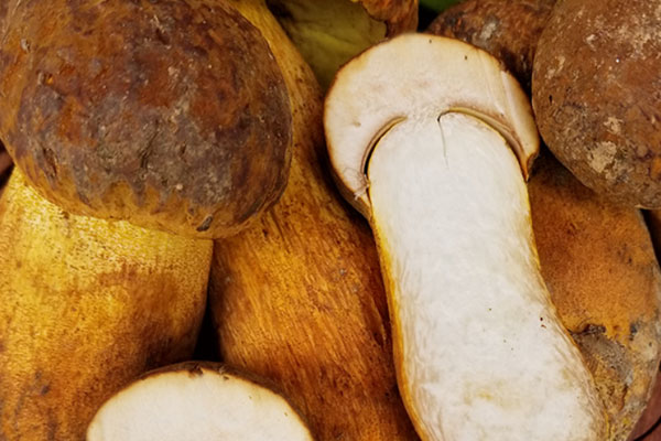 牛肝菌的傘下面要不要去掉 牛肝菌的傘下面要不要去掉