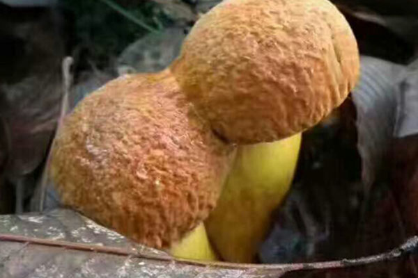 黃牛肝菌毒性強(qiáng)嗎 黃牛肝菌毒性強(qiáng)嗎