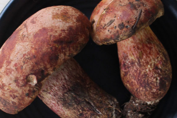 剛采的牛肝菌如何保存 剛采的牛肝菌如何保存