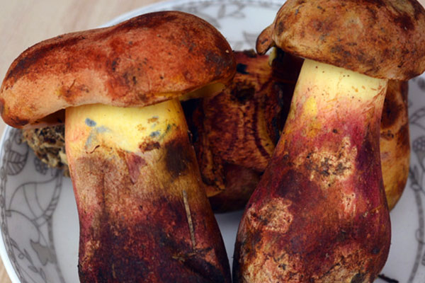 新鮮牛肝菌要焯水嗎，炒新鮮牛肝菌的做法