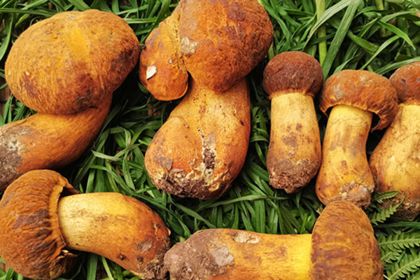 炒黃牛肝菌要煮多久，黃賴頭和黃牛肝菌是一種嗎