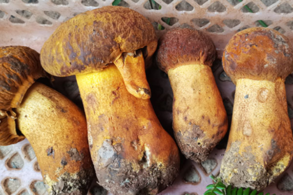 黃賴頭和黃牛肝菌是不是一種 黃賴頭和黃牛肝菌是不是一種