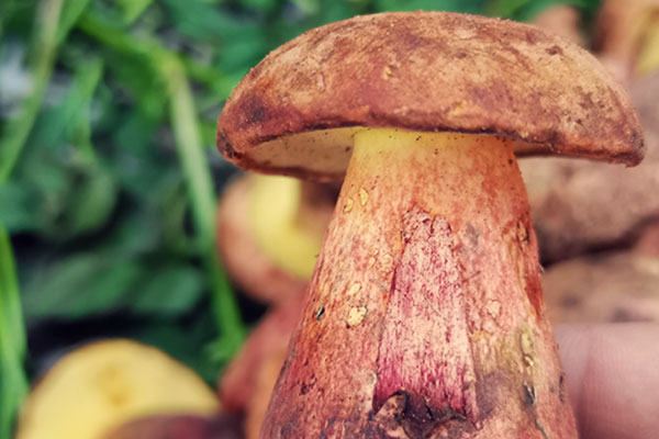 購買牛肝菌的注意事項 購買牛肝菌的注意事項