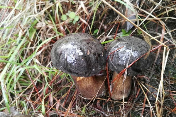 新鮮黑牛肝菌的燉湯做法竅門，新鮮黑牛肝菌怎么去毒