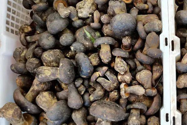 新鮮黑牛肝菌如何去毒 新鮮黑牛肝菌如何去毒