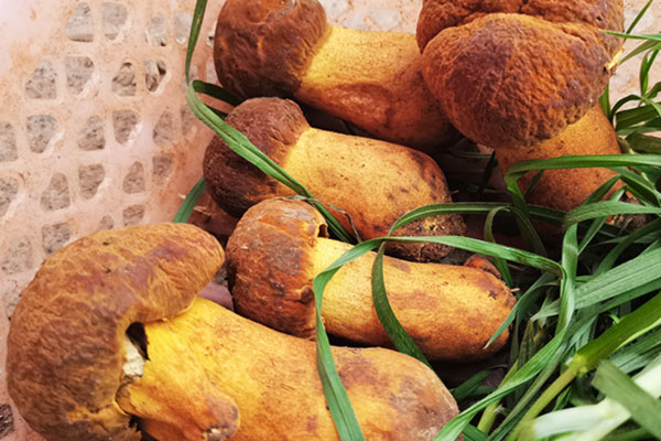 新鮮牛肝菌怎么看好壞 新鮮牛肝菌怎么看好壞