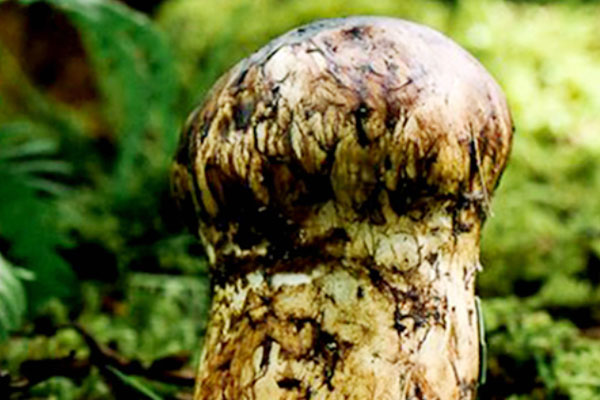 松茸養(yǎng)胃嗎，松茸治咳嗽嗎