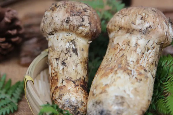 剛生完孩子能吃松茸嗎，松茸嘌呤含量高嗎