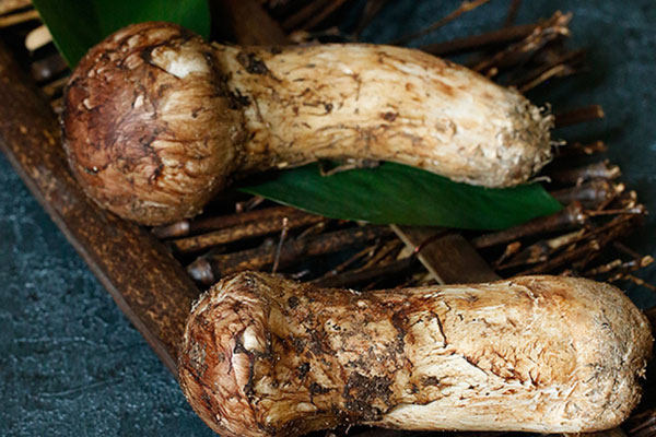 哺乳期可以吃松茸嗎，痛風(fēng)能吃松茸嗎