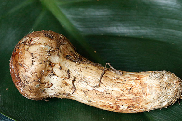 怎么挑選新鮮松茸 怎么挑選新鮮松茸