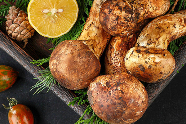 尿毒癥患者可以吃松茸嗎，腎病患者可以吃松茸嗎