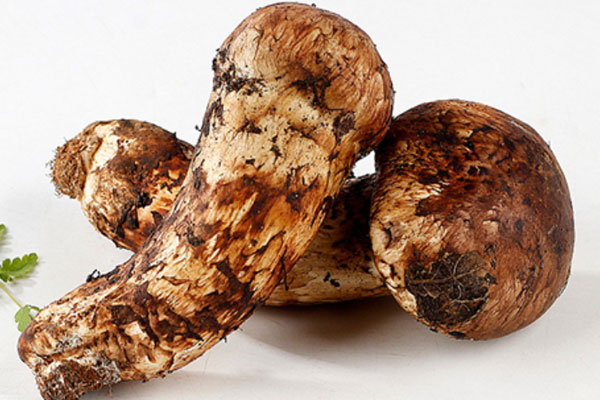 腎病患者能吃松茸嗎 腎病患者能吃松茸嗎