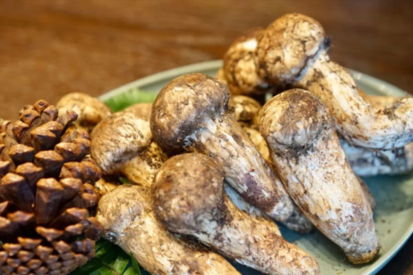 頭痛能吃松茸嗎