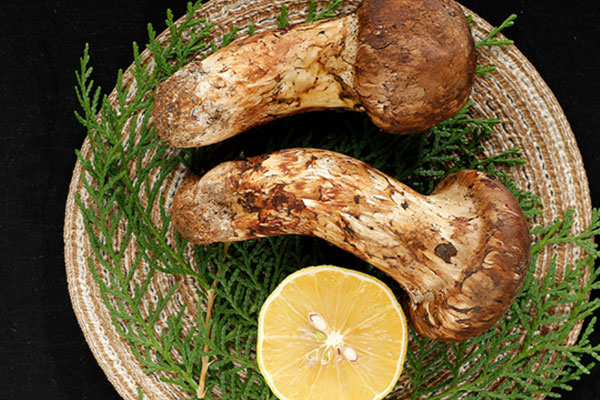 松茸保鮮難嗎 松茸保鮮難嗎