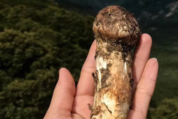 新鮮松茸的四個(gè)等級(jí)