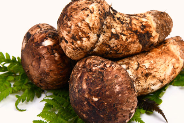 慢性腎病可以吃松茸嗎，做透析的人能吃松茸嗎