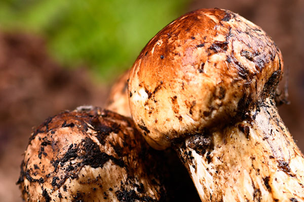 腎移植后能吃松茸嗎 腎移植后能吃松茸嗎