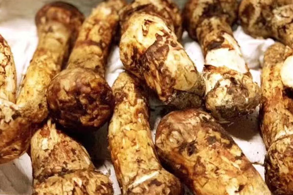 松茸多久會(huì)壞，松茸零度保鮮可以存放多久