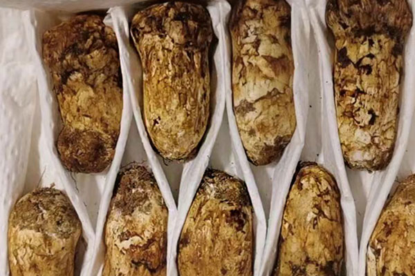 松茸零度保鮮能存放多久