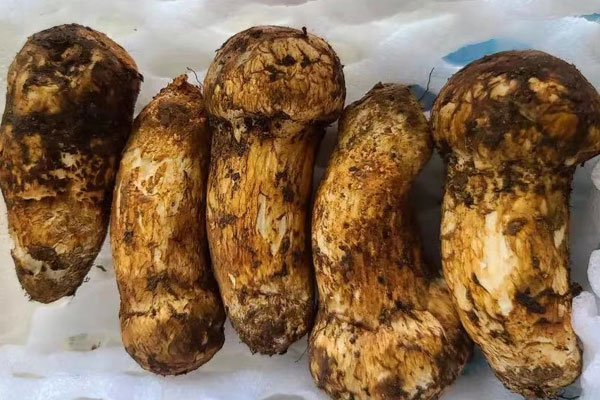 松茸放保鮮里7天還能吃嗎，松茸沒(méi)有冷藏放了一天能吃嗎