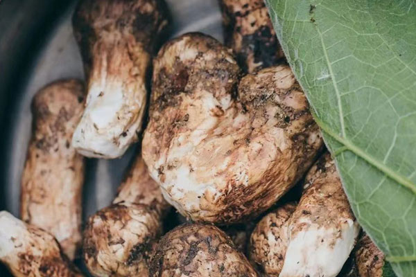 新鮮松茸放冷藏好還是冷凍好