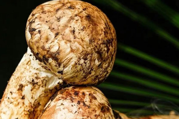 松茸枸杞泡酒浸泡多久