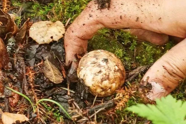 松茸枸杞泡酒能不能經(jīng)常服用