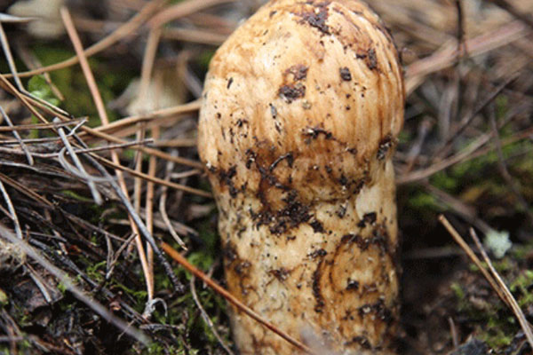 松茸蜂窩狀能吃嗎，松茸粉可以泡水喝嗎