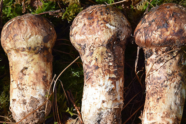 松茸吃了會(huì)失眠嗎，松茸減肥期間能不能吃