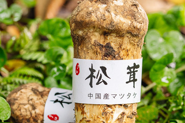 新鮮松茸要不要過水，松茸沒洗干凈可以吃嗎