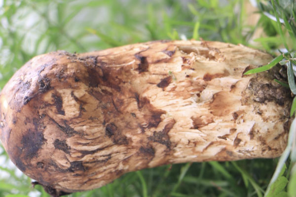 松茸菌窩是怎樣的 松茸菌窩是怎樣的