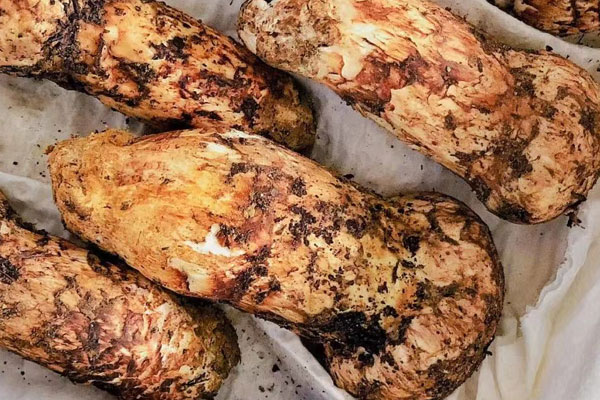 松茸可以熬小米粥嗎，松茸可以泡酒喝嗎