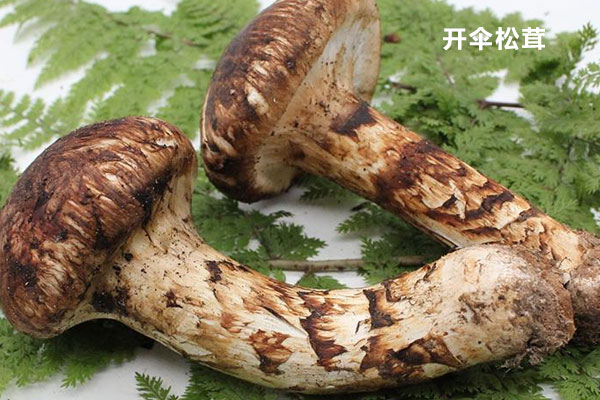 開傘松茸怎么吃好吃，松茸的三種家常做法