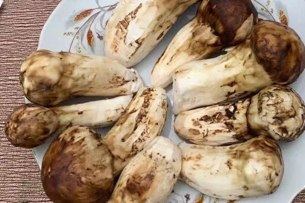 吃不完的松茸能放冷凍嗎 吃不完的松茸能放冷凍嗎