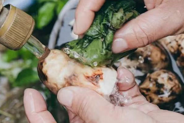 松茸水洗后可以放冰箱冷藏嗎，松茸速凍怎么處理