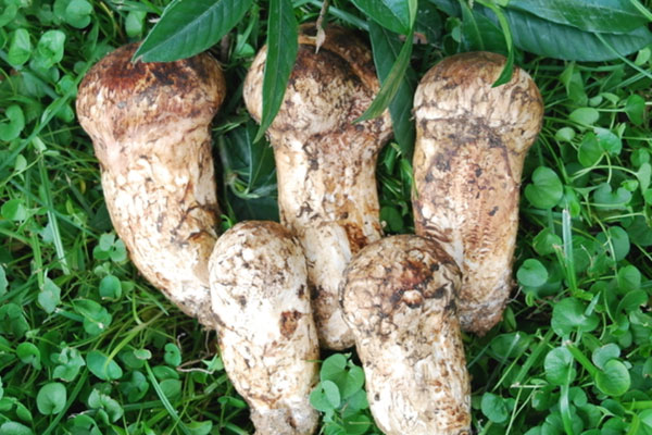 新鮮松茸如何冷凍保存，松茸泡水了還能吃嗎