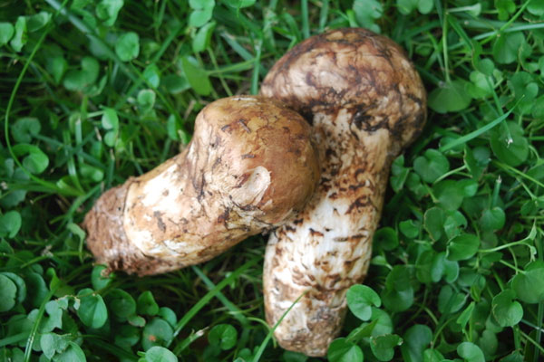 松茸泡水了還可以吃嗎 松茸泡水了還可以吃嗎