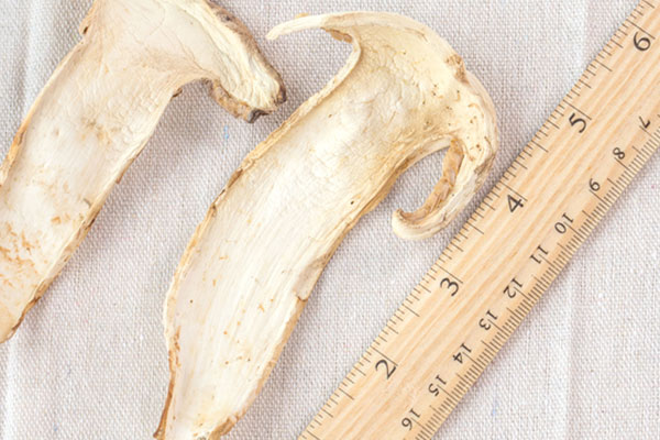 干松茸的樣子 干松茸的樣子